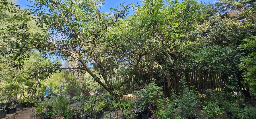 5 Bedroom Property for Sale in Swellendam Western Cape